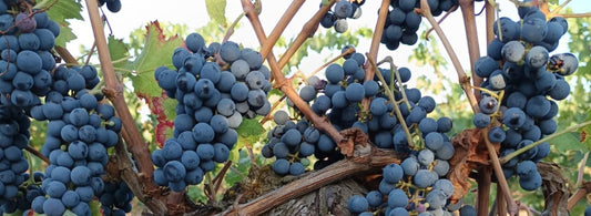 Suite des vendanges 2025 à la main pour le Crémant : Le Cabernet Franc