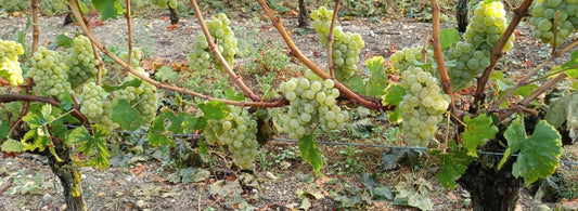Les vendanges 2025 démarrent : Récolte à la main du Chardonnay 🥂