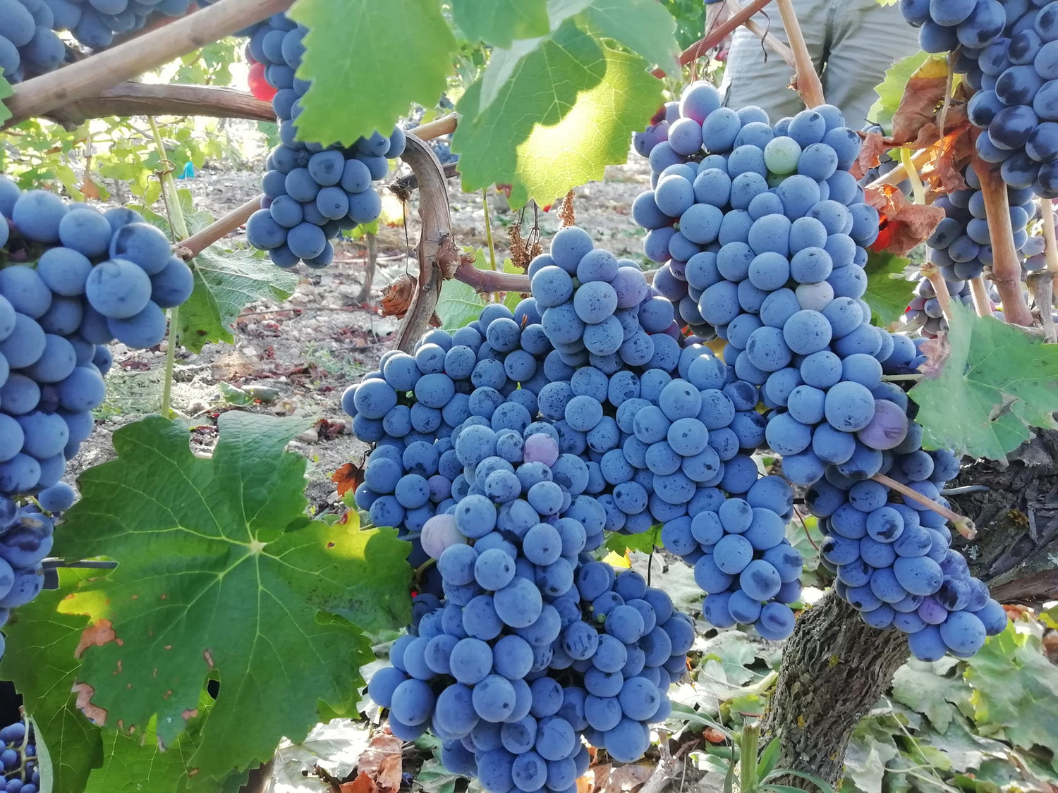 Grappes de Cabernet Franc vin de Loire Saint Nicolas de Bourgueil