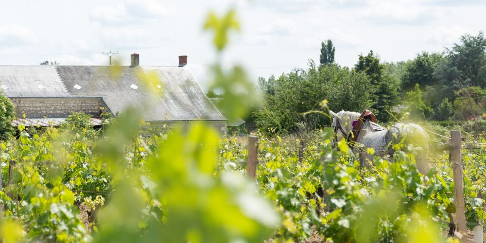 Paysage et vignes à Saint Nicolas de Bourgueil
