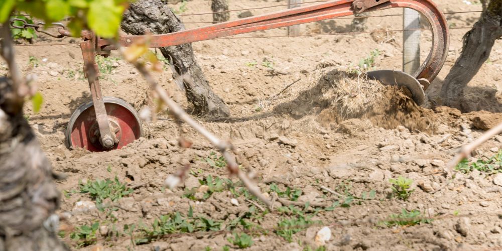 Sols et terroirs du vin Saint Nicolas de Bourgueil