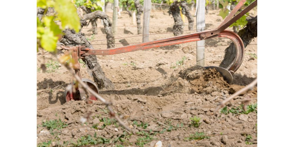 Terroir et sol de Bourgueil pour la culture de la vigne