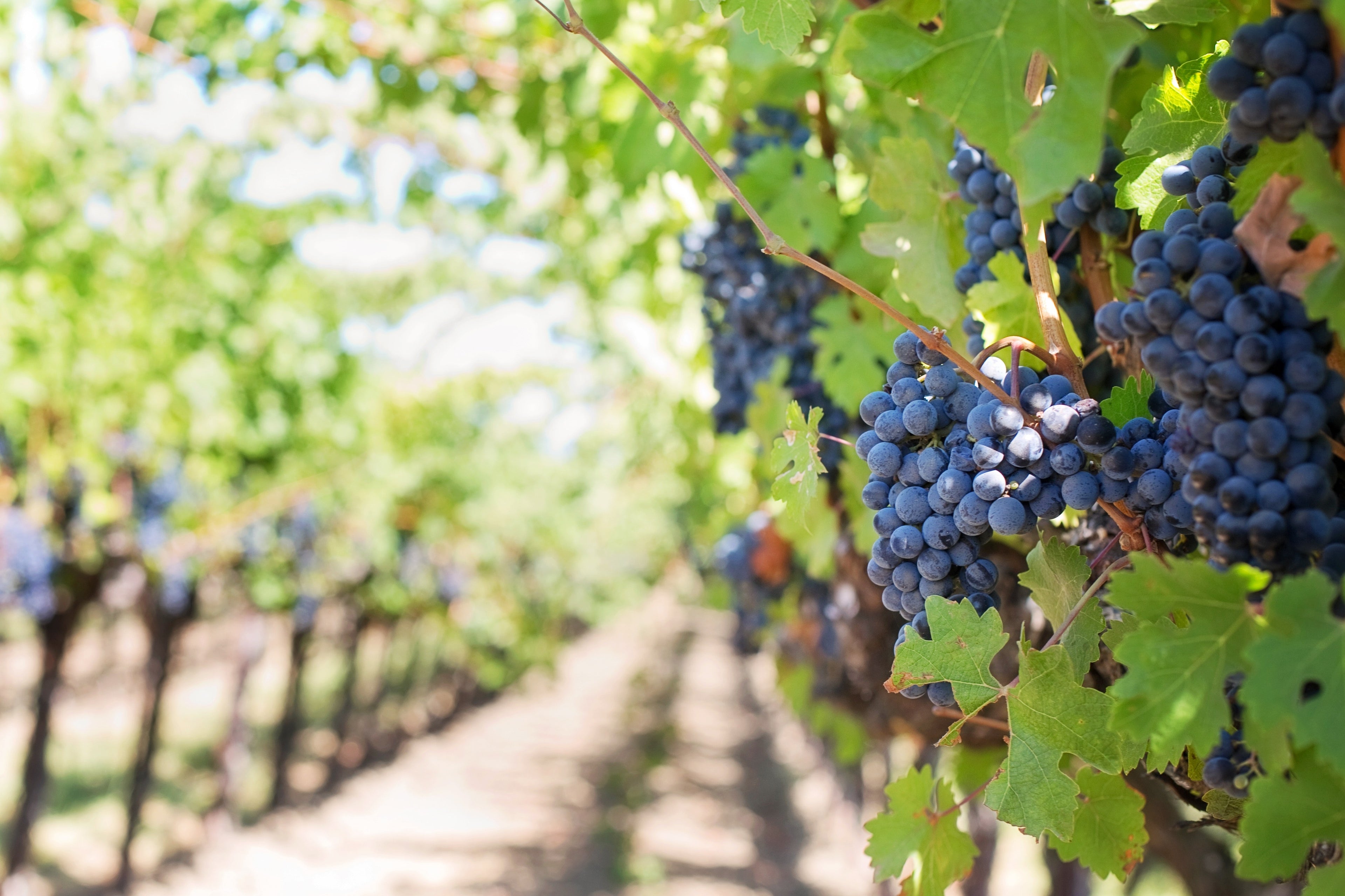 Vignes Saint Nicolas de Bourgueil