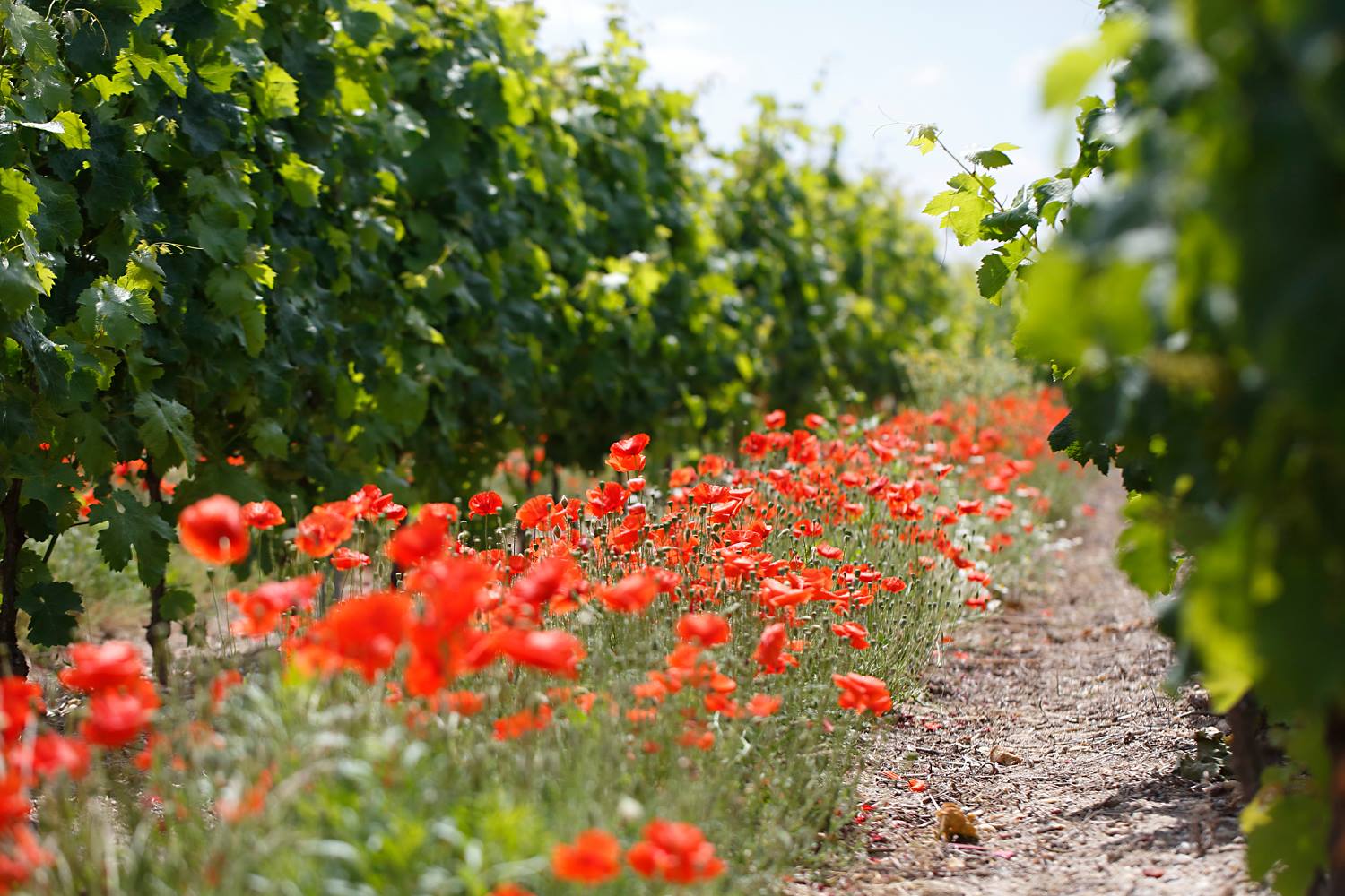 Coquelicots dans les vignes de Saint Nicolas de Bourgueil