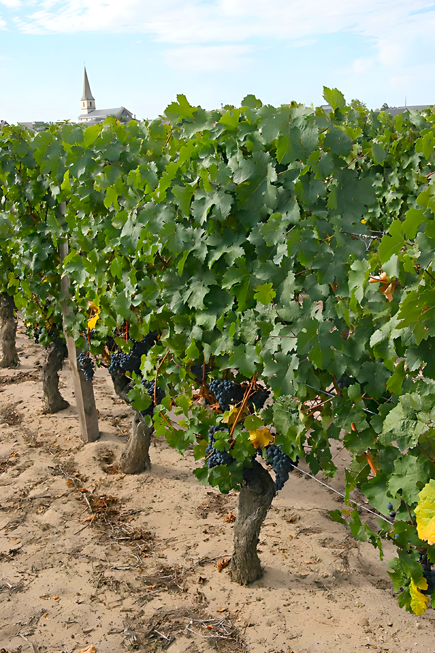 Terroir, vignes et paysages à Saint Nicolas de Bourgueil