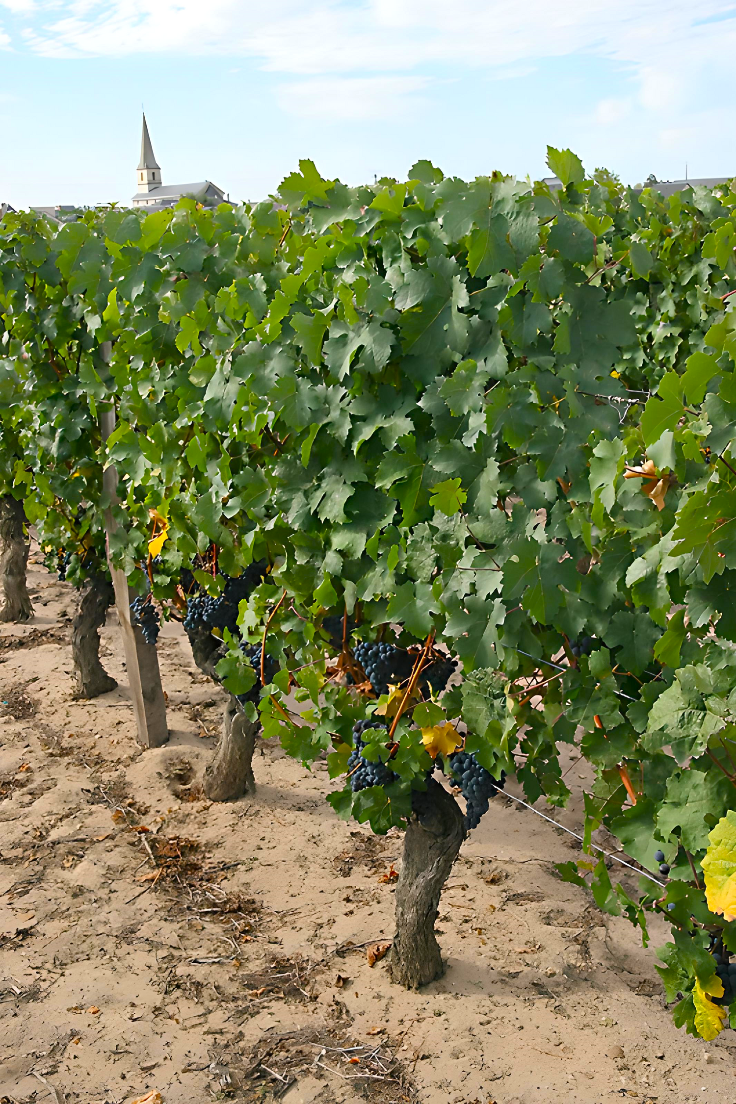 Vignes Saint Nicolas de Bourgueil