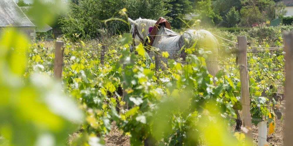 Vignes vallée de la Loire