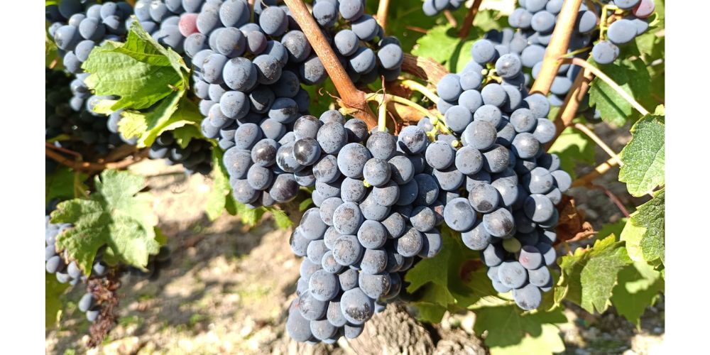 Vin Bourgueil Cépage Cabernet franc grappes de raisin