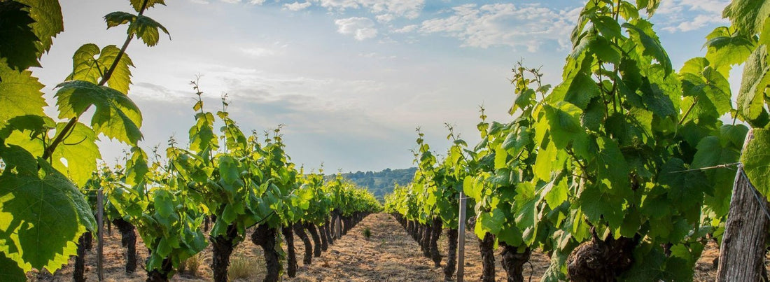 Rangs de vignes