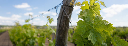 Les terroirs de Saint Nicolas de Bourgueil : l’influence des sols