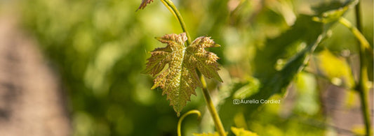Vignes de Saint Nicolas de Bourgueil