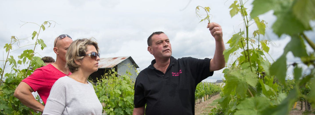 Explication du métier de vigneron lors d'une randonnée commentée dans les vignes de Saint Nicolas de bourgueil