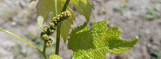 Vignes à Saint Nicolas de Bourgueil du Domaine de la Chopiniere du Roy au printemps 2025avec les premiers bourgeons qui poussent