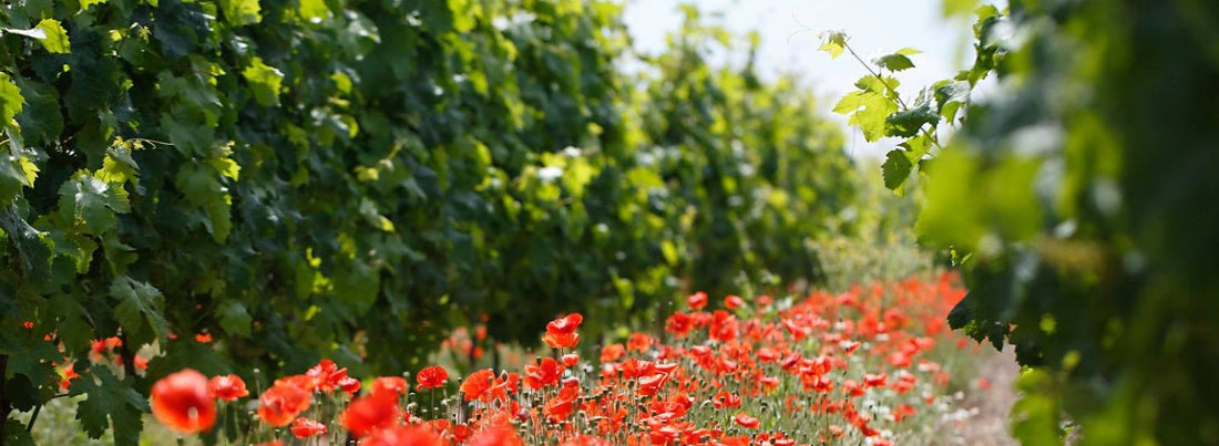 Photo des vignes de Saint Nicolas de Bourgueil avec des coquelicots