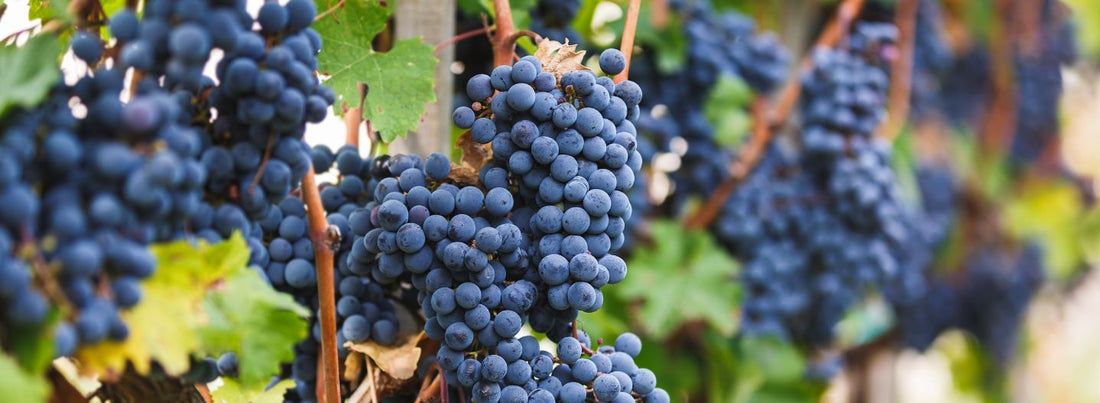 Grappes de raisin cépage cabernet franc dans les vignes de Saint Nicolas de Bourgueil