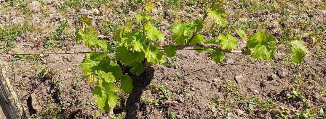 Taille de la vigne : pourquoi nous laissons une seule baguette par cep ?