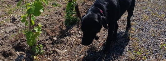 Randonnée commentée dans les vignes de Saint Nicolas de Bourgueil avec Trufette la mascotte du domaine de la Chopinière du Roy