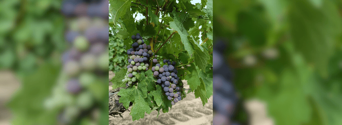 Véraison vigne 
