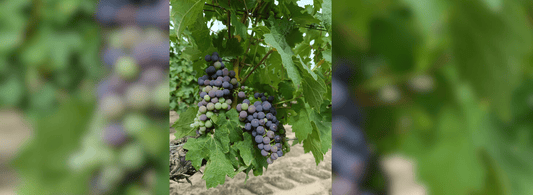 Véraison vigne 