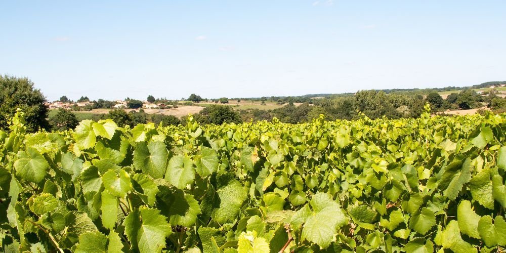 Vignes dans la vallée de la Loire