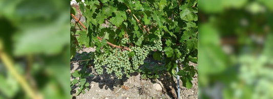 Début du stade de véraison de la vigne