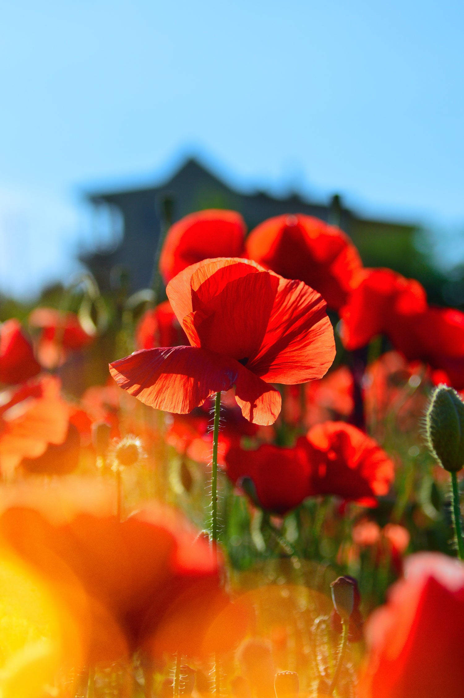 Coquelicots Saint Nicolas de Bourgueil