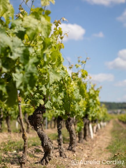 Randonnée commentée dans les vignes