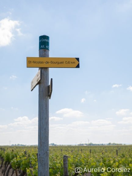 Randonnée commentée dans les vignes