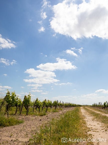 Randonnée commentée dans les vignes