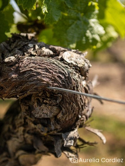 Randonnée commentée dans les vignes