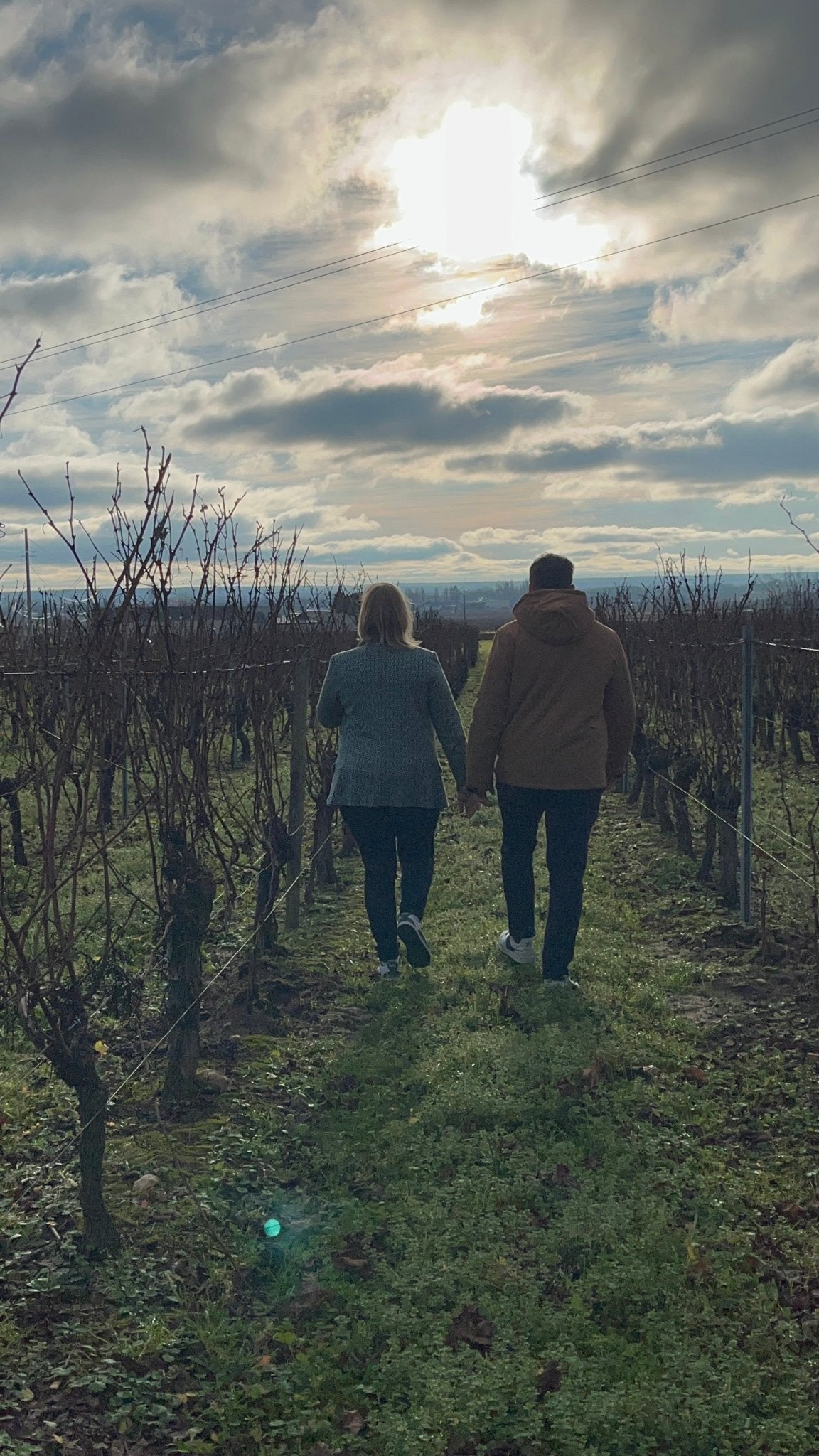 Randonnée commentée avec un vigneron dans les vignes de Saint Nicolas de Bourgueil