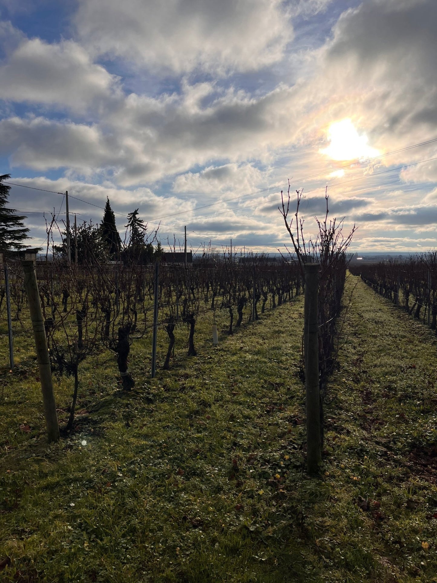 Paysage des vignes à Saint-Nicolas de Bourgueil en décembre