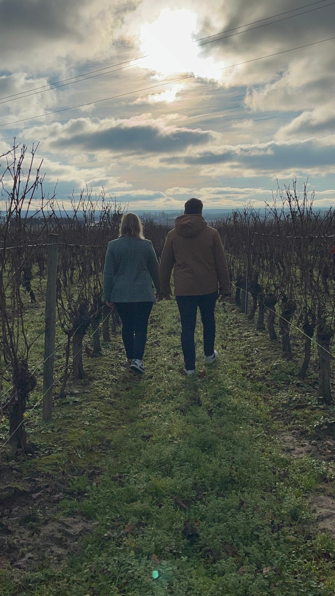 Photo de paysage des vignes à Saint Nicolas de Bourgueil pendant une randonnée commentée