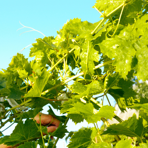 Travail dans les vignes Saint Nicolas de Bourgueil