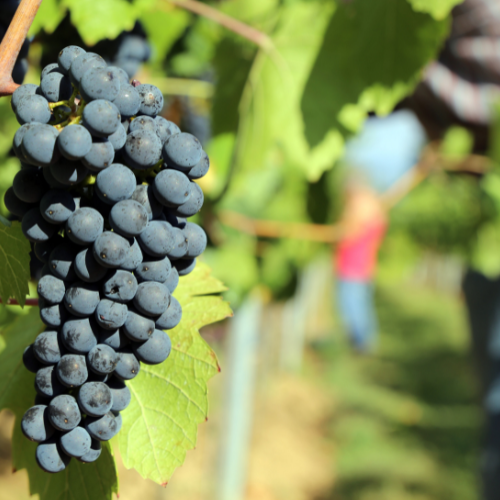 Vendanges Saint Nicolas de Bourgueil