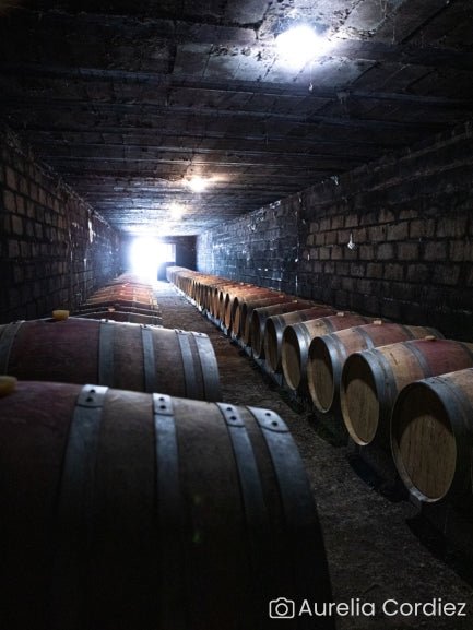 Visite du domaine et histoire de l'appellation : découverte des chais et de la cave avec des fûts de vin.